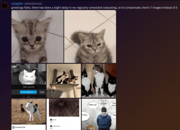 File:Fern catposting 3.png