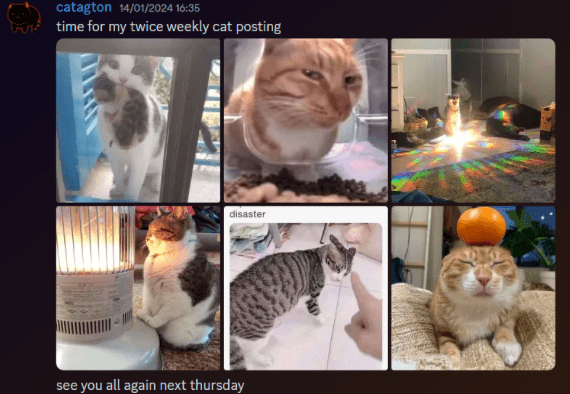 File:Fern cat posting.png