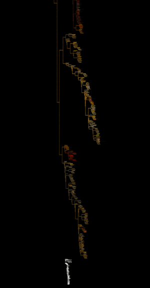 Tree of animals 1.png