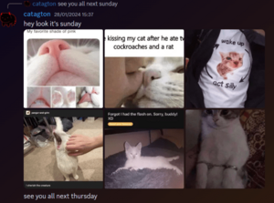 Fern cat posting 4.png