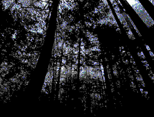 Link past forest 2.png