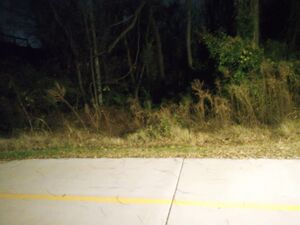 Fern deer attack 1.jpg