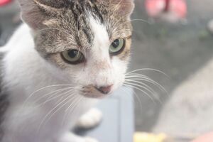 Julie Mao cat 2025-10-03 06-24-05.jpg