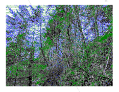 A link based image paster (December 29th, 2025)