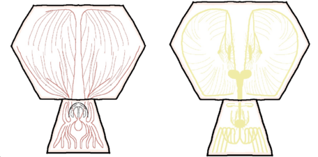 Nervous and digestive system of a JTPL critter by d9eoead