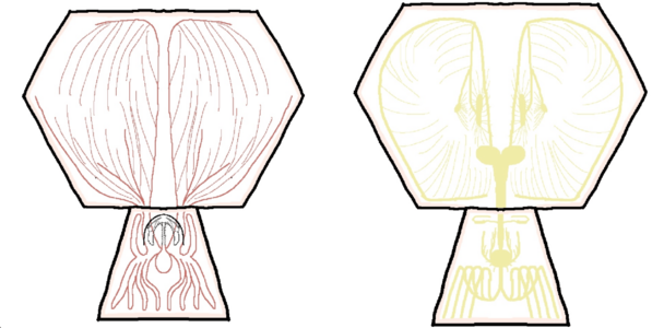 Nervous and digestive system of a JTPL critter by d9eoead