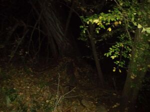 Fern deer attack 2.jpg