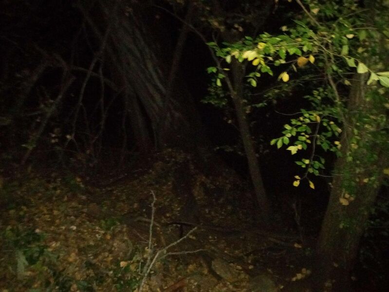 File:Fern deer attack 2.jpg