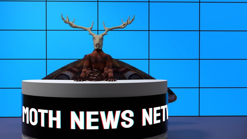 File:Moth news.jpg