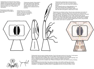 According to d9, the anatomical diagrams display JTPL critters as a mix of nemerteans(proboscis), gnathiferans(sharp jaws), and arthropods(compound eyes).