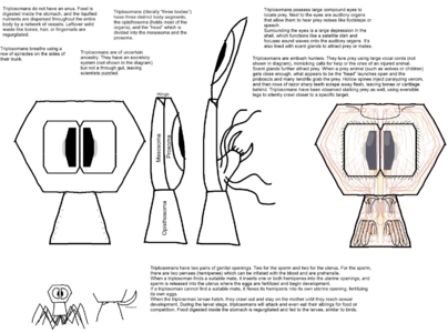 According to d9, the anatomical diagrams display JTPL critters as a mix of nemerteans(proboscis), gnathiferans(sharp jaws), and arthropods(compound eyes).